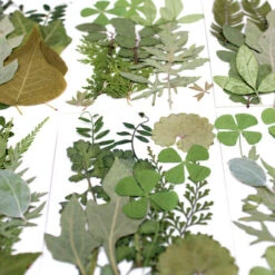 Feuilles Séchées Naturelles Séchées Pour Bougies, Bijoux, Savon, Ongles, Loisirs Créatifs -Pas Cher Flore Calme Magasin 78695693 3