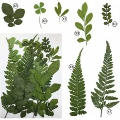 Feuilles Séchées Naturelles Séchées Pour Bougies, Bijoux, Savon, Ongles, Loisirs Créatifs -Pas Cher Flore Calme Magasin 78695693 5