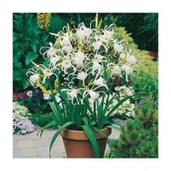 LYS ARAIGNEE - 3 Bulbes