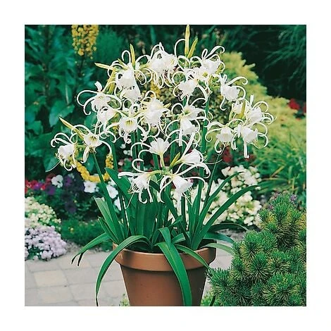 LYS ARAIGNEE - 3 Bulbes 3 LYS ARAIGNEE - 3 Bulbes