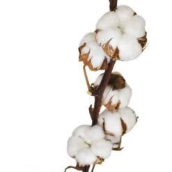 3 Pack Fleurs De Coton Sechee Naturelle Fleurs Sechees Tige Coton Fleur Naturel Fausses Branches Coton Fausses Plantes Décoration Pour Balcon Maison Table Composition Florale 10 3 Pack Fleurs De Coton Sechee Naturelle Fleurs Sechees Tige Coton Fleur Naturel Fausses Branches Coton Fausses Plantes Décoration Pour Balcon Maison Table Composition Florale -Pas Cher Flore Calme Magasin 83693740 4