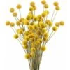 RUIOIU 30 Tiges Craspedia Fleur Sechees Naturel Bouquet Fleurs De Craspedia Séchées Jaune Billy Button Balles Plante Pour Décoration Mariage Maison Table Vase Arrangement De Fleurs Florale 2 RUIOIU 30 Tiges Craspedia Fleur Sechees Naturel Bouquet Fleurs De Craspedia Séchées Jaune Billy Button Balles Plante Pour Décoration Mariage Maison Table Vase Arrangement De Fleurs Florale -Pas Cher Flore Calme Magasin 87204072 1