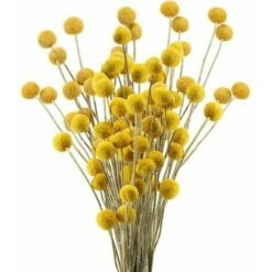 RUIOIU 30 Tiges Craspedia Fleur Sechees Naturel Bouquet Fleurs De Craspedia Séchées Jaune Billy Button Balles Plante Pour Décoration Mariage Maison Table Vase Arrangement De Fleurs Florale