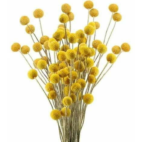 RUIOIU 30 Tiges Craspedia Fleur Sechees Naturel Bouquet Fleurs De Craspedia Séchées Jaune Billy Button Balles Plante Pour Décoration Mariage Maison Table Vase Arrangement De Fleurs Florale 3 RUIOIU 30 Tiges Craspedia Fleur Sechees Naturel Bouquet Fleurs De Craspedia Séchées Jaune Billy Button Balles Plante Pour Décoration Mariage Maison Table Vase Arrangement De Fleurs Florale