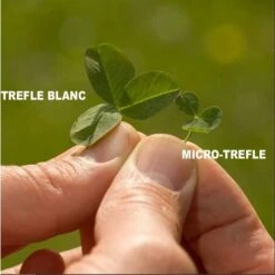 Véritable Micro-trèfle Gazon à Trés Petites Feuilles - Sachet De 500 G -Pas Cher Flore Calme Magasin 89967702 2