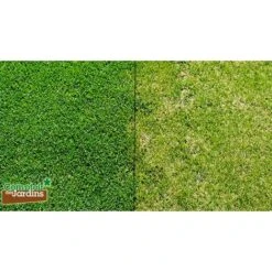 Véritable Micro-trèfle Gazon à Trés Petites Feuilles - Sachet De 500 G -Pas Cher Flore Calme Magasin 89967702 5