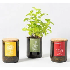 Kit Bouteille Prêt à Pousser Menthe 7 Kit Bouteille Prêt à Pousser Menthe -Pas Cher Flore Calme Magasin 91733050 3