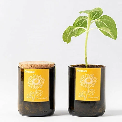 Kit Bouteille Prêt à Pousser Tournesol 4 Kit Bouteille Prêt à Pousser Tournesol – Image 2