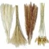 Herbe De La Pampa Naturelle Séchée 80Pcs,15Pcs Blanc 15Pcs Brun 30Pcs Roseau 20Pcs Queue De Lapin, Bouquet De Fleurs Séchées Pour La Décoration De La Maison, Du Mariage Et Du Style Boho 1 Herbe De La Pampa Naturelle Séchée 80Pcs,15Pcs Blanc 15Pcs Brun 30Pcs Roseau 20Pcs Queue De Lapin, Bouquet De Fleurs Séchées Pour La Décoration De La Maison, Du Mariage Et Du Style Boho -Pas Cher Flore Calme Magasin 91971581 1