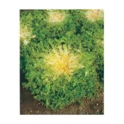 CHICOREE FRISEE DE MEAUX - 3 G