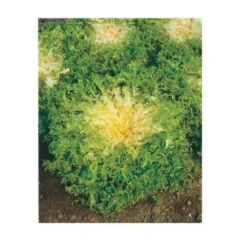 CHICOREE FRISEE DE MEAUX - 3 G 3 CHICOREE FRISEE DE MEAUX - 3 G