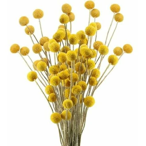 30 Tiges Craspedia Fleur Sechees Naturel Bouquet Fleurs De Craspedia Séchées Jaune Billy Button Balles Plante Pour Décoration Mariage Maison Table Vase Arrangement De Fleurs Florale 2 30 Tiges Craspedia Fleur Sechees Naturel Bouquet Fleurs De Craspedia Séchées Jaune Billy Button Balles Plante Pour Décoration Mariage Maison Table Vase Arrangement De Fleurs Florale
