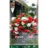 BEGONIA ODORATA COLOR MIX (LOT DE 3 AMPOULES) -Pas Cher Flore Calme Magasin 95152628 1