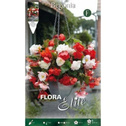 BEGONIA ODORATA COLOR MIX (LOT DE 3 AMPOULES)