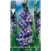 GLAÏEAUX À GRANDES FLEURS BLUE ISLE (LOT DE 10 BULBES)