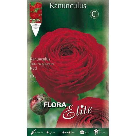 RANUNCOLO ROUGE ASIATIQUE (LOT DE 10 AMPOULES) 3 RANUNCOLO ROUGE ASIATIQUE (LOT DE 10 AMPOULES)