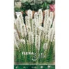 LIATRIS SPICATA BLANC (LOT DE 5 AMPOULES) -Pas Cher Flore Calme Magasin 95152783 1