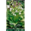 HOSTA FORTUNEI ROYAL STANDARD (PACK DE 1 AMPOULE) 2 HOSTA FORTUNEI ROYAL STANDARD (PACK DE 1 AMPOULE) -Pas Cher Flore Calme Magasin 95153507 1