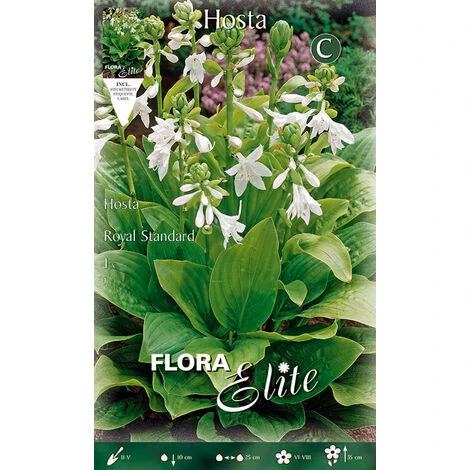 HOSTA FORTUNEI ROYAL STANDARD (PACK DE 1 AMPOULE) 3 HOSTA FORTUNEI ROYAL STANDARD (PACK DE 1 AMPOULE)