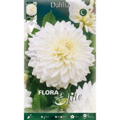Dahlia Decorative Polar Ice (paquet De 1 Ampoule)