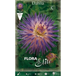 DAHLIA CACTUS VERITABLE (LOT DE 1 BULBE)