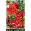 FREESIA DOUBLE ROUGE (LOT DE 10 AMPOULES)