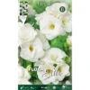 FREESIA DOUBLE BLANC (LOT DE 10 AMPOULES) 1 FREESIA DOUBLE BLANC (LOT DE 10 AMPOULES) -Pas Cher Flore Calme Magasin 95155691 1