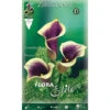 CALLA ZANTEDESCHIA PICASSO (PACK DE 1 AMPOULE) 2 CALLA ZANTEDESCHIA PICASSO (PACK DE 1 AMPOULE) -Pas Cher Flore Calme Magasin 95161169 1