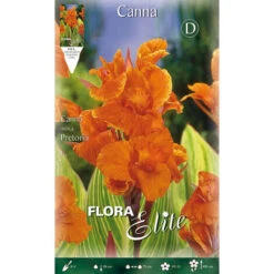 CANNE PRETORIA À FEUILLES VERTES (LOT DE 1 BULBE)