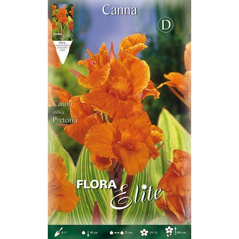 CANNE PRETORIA À FEUILLES VERTES (LOT DE 1 BULBE) 3 CANNE PRETORIA À FEUILLES VERTES (LOT DE 1 BULBE)