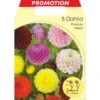 DAHLIA POMPON MIX DE COULEURS (LOT DE 5 BULBES) 2 DAHLIA POMPON MIX DE COULEURS (LOT DE 5 BULBES) -Pas Cher Flore Calme Magasin 95162181 1