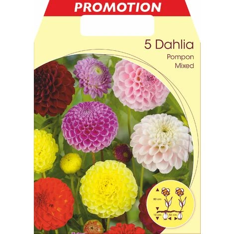 DAHLIA POMPON MIX DE COULEURS (LOT DE 5 BULBES) 3 DAHLIA POMPON MIX DE COULEURS (LOT DE 5 BULBES)
