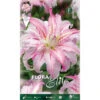 LILIUM ORIENTAL BROKEN HEART DOUBLE FLEUR (LOT DE 2 BULBES) 1 LILIUM ORIENTAL BROKEN HEART DOUBLE FLEUR (LOT DE 2 BULBES) -Pas Cher Flore Calme Magasin 95162202 1