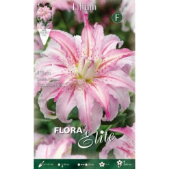 LILIUM ORIENTAL BROKEN HEART DOUBLE FLEUR (LOT DE 2 BULBES)