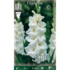 GLAÏEAUX À GRANDES FLEURS WHITE PROSPERITY (LOT DE 10 BULBES) -Pas Cher Flore Calme Magasin 95162260 1