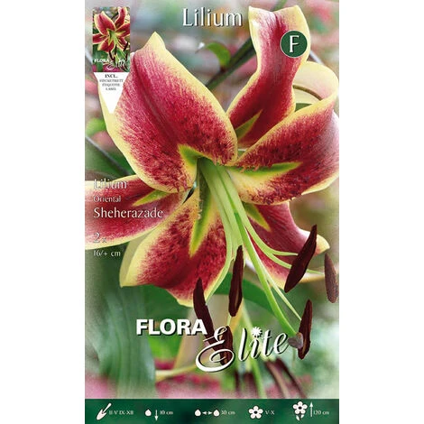 LILIUM ORIENTAL SHEHERAZADE (LOT DE 2 BULBES) 3 LILIUM ORIENTAL SHEHERAZADE (LOT DE 2 BULBES)