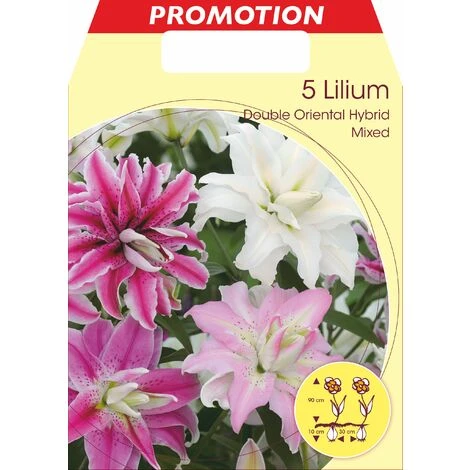 LILIUM FLEUR ORIENTAL DOUBLE MIX DE COULEURS (LOT DE 5 BULBES) 3 LILIUM FLEUR ORIENTAL DOUBLE MIX DE COULEURS (LOT DE 5 BULBES)