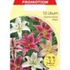 LILIUM ORIENTAL MÉLANGE DE COULEURS (LOT DE 10 BULBES) -Pas Cher Flore Calme Magasin 95162400 1