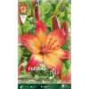Lilium Asiatic HeartStings (paquet De 2 Ampoules) -Pas Cher Flore Calme Magasin 95163125 1
