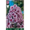 PHLOX ROSE (PACK DE 1 AMPOULE) -Pas Cher Flore Calme Magasin 95163229 1