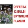 OFFRE 12 BULBES ERYNGIUM PLANUM 1 OFFRE 12 BULBES ERYNGIUM PLANUM -Pas Cher Flore Calme Magasin 95165431 1