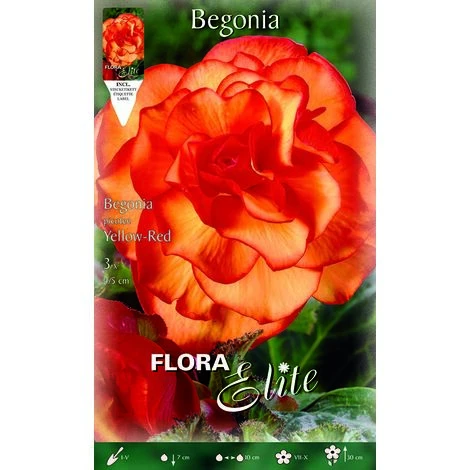 BÉGONIA PENDULE JAUNE-ROUGE (LOT DE 3 BULBES) 3 BÉGONIA PENDULE JAUNE-ROUGE (LOT DE 3 BULBES)
