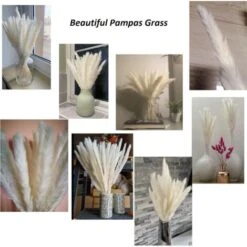 Lot De 30 Ornements En Herbe De Pampa Séchée, Fleurs Naturelles Séchées 70-75 Cm Blanc, Fleurs De Pampa Pour Salon, Chambre, Intérieur, Maison, Cuisine, Balcon (vase Non Inclus). -Pas Cher Flore Calme Magasin 95628933 5