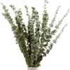 Lot De 12-14 Eucalyptus Naturels Séchés, Bouquet De Fleurs Naturelles Séchées De 40-60 Cm Pour La Décoration De La Chambre à Coucher, Du Salon, Du Couloir Et Du Balcon. -Pas Cher Flore Calme Magasin 95629026 1
