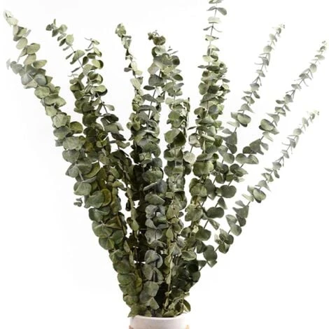 Lot De 12-14 Eucalyptus Naturels Séchés, Bouquet De Fleurs Naturelles Séchées De 40-60 Cm Pour La Décoration De La Chambre à Coucher, Du Salon, Du Couloir Et Du Balcon. 3 Lot De 12-14 Eucalyptus Naturels Séchés, Bouquet De Fleurs Naturelles Séchées De 40-60 Cm Pour La Décoration De La Chambre à Coucher, Du Salon, Du Couloir Et Du Balcon.