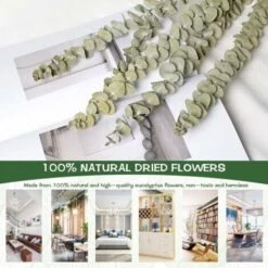 Lot De 12-14 Eucalyptus Naturels Séchés, Bouquet De Fleurs Naturelles Séchées De 40-60 Cm Pour La Décoration De La Chambre à Coucher, Du Salon, Du Couloir Et Du Balcon. 9 Lot De 12-14 Eucalyptus Naturels Séchés, Bouquet De Fleurs Naturelles Séchées De 40-60 Cm Pour La Décoration De La Chambre à Coucher, Du Salon, Du Couloir Et Du Balcon. -Pas Cher Flore Calme Magasin 95629026 3