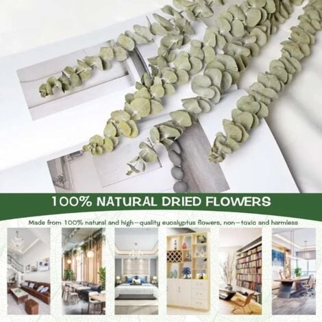 Lot De 12-14 Eucalyptus Naturels Séchés, Bouquet De Fleurs Naturelles Séchées De 40-60 Cm Pour La Décoration De La Chambre à Coucher, Du Salon, Du Couloir Et Du Balcon. 5 Lot De 12-14 Eucalyptus Naturels Séchés, Bouquet De Fleurs Naturelles Séchées De 40-60 Cm Pour La Décoration De La Chambre à Coucher, Du Salon, Du Couloir Et Du Balcon. – Image 3