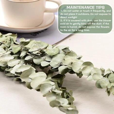 Lot De 12-14 Eucalyptus Naturels Séchés, Bouquet De Fleurs Naturelles Séchées De 40-60 Cm Pour La Décoration De La Chambre à Coucher, Du Salon, Du Couloir Et Du Balcon. 6 Lot De 12-14 Eucalyptus Naturels Séchés, Bouquet De Fleurs Naturelles Séchées De 40-60 Cm Pour La Décoration De La Chambre à Coucher, Du Salon, Du Couloir Et Du Balcon. – Image 4