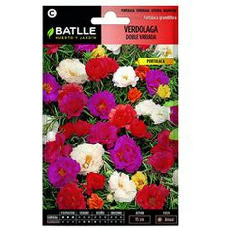 Pourpier DOUBLE Vda. (Portulaca) 3 Pourpier DOUBLE Vda. (Portulaca)