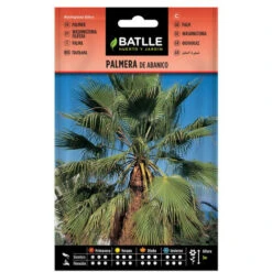 Graines Fan Palmier Sur